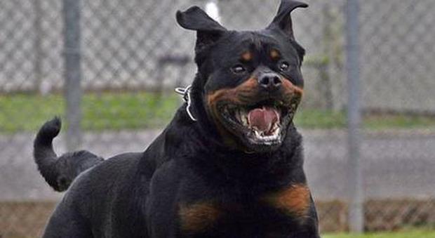 Bimba di 14 mesi sbranata e uccisa dal Rottweiler: abbattuto il cane