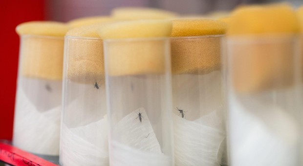 Il virus Dengue si trasmette anche per via sessuale: rilevato in liquido seminale di un italiano guarito