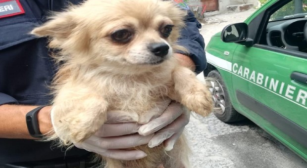 Scoperto allevamento abusivo di cani: liberati 17 chihuahua