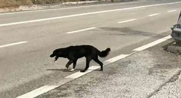 Il cane che vaga in autostrada e un’indifferenza che spaventa