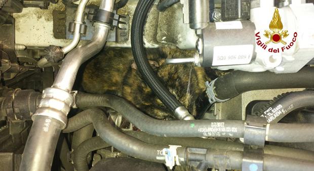 Il gattino incastrato nel motore dell'Audi