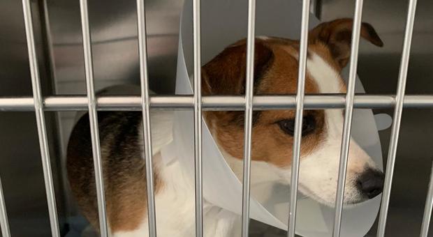 La cagnolina Pepita dopo l'intervento del veterinario