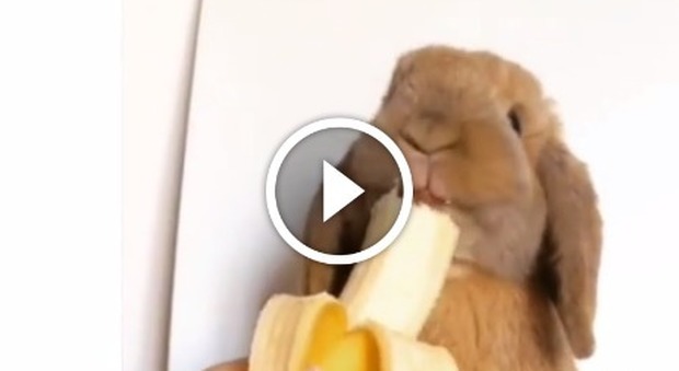 Zlatan, il coniglio più famoso del mondo: è goloso di banane