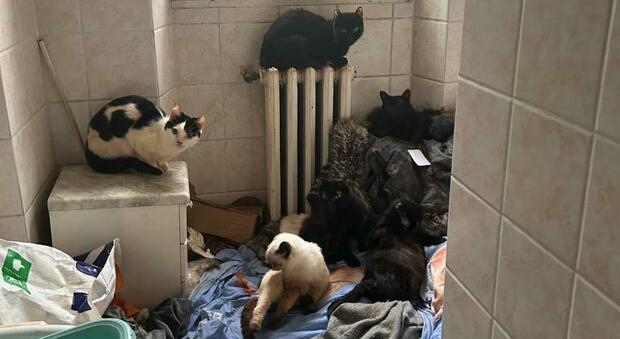 Alcuni dei gatti rinvenuti nell'appartamento di corso Milano