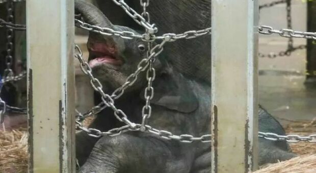 Elefante nato allo zoo giapponese è già in catene: le immagini fanno infuriare gli animalisti