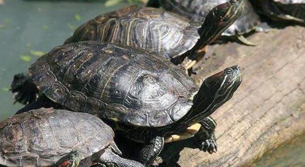 Rubate le tartarughe nel parco: «Prese dai cinesi per cucinare»