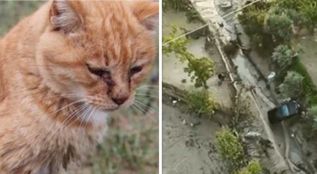 Marche, la gatta Mimma, 17 anni, sopravvissuta a due alluvioni: ecco come si è salvata