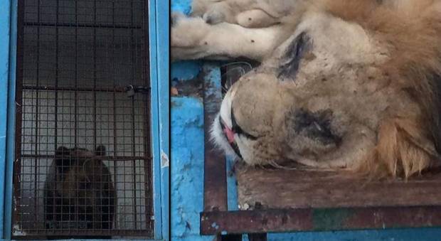 Il Safari Park Zoo degli orrori: animali detenuti da anni in condizioni pietose