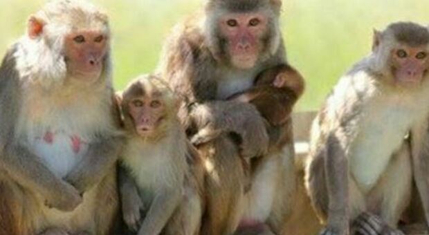 Cina, indagine su popolazione di rara scimmia dorata