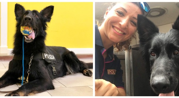 Lutto per la polizia, muore il cane antidroga Kira: «Sei stata un eccellente poliziotto e collega perfetta di Anna»