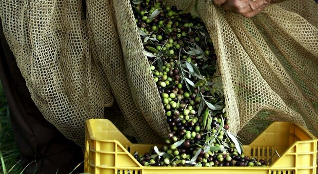 Agricoltura in ginocchio: «Un disastro storico per olive, nocciole e uva»