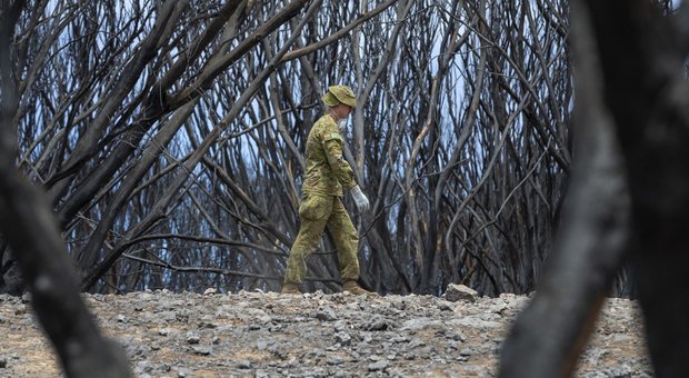 Incendi Australia: per oltre 100 specie metà dell'habitat naturale è andato in fumo
