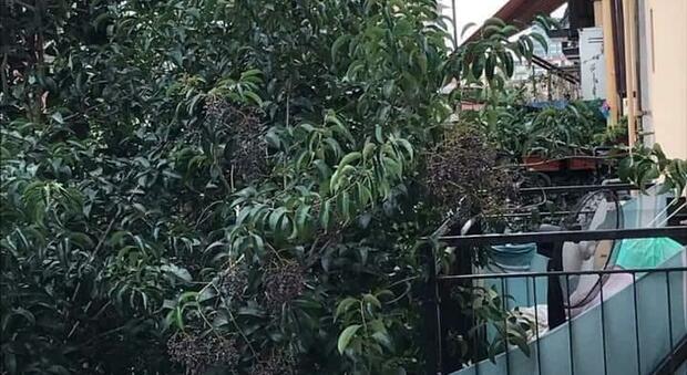 Napoli, disabile prigioniero in casa per tre anni: balcone invaso dagli alberi