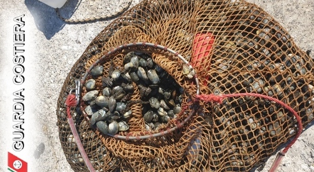 Vongole veraci avvelenate: tre pescatori denunciati a Catellammare di Stabia