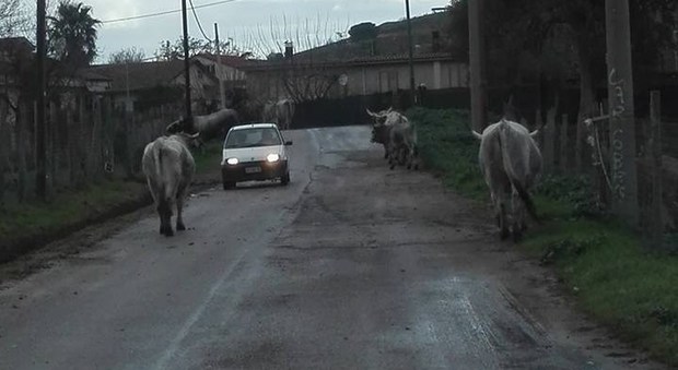 Agropoli, paura in località Moio: mucche davanti alla scuola