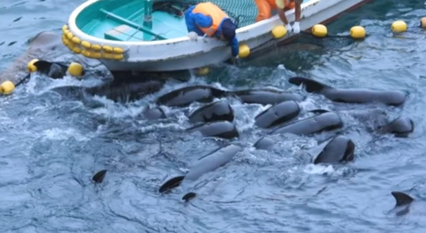 Le balene pilota poco prima di essere uccise dai cacciatori (immmag diffuse da Kunito Seko)