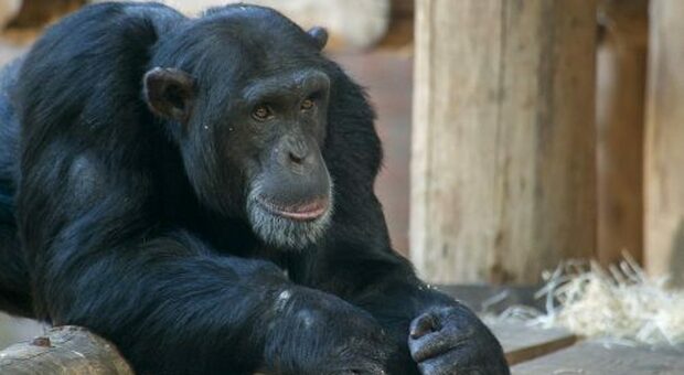 Uno scimpanzè del DierenPark Amersfoort (immagine pubbl dal DierenPark Amersfoort)