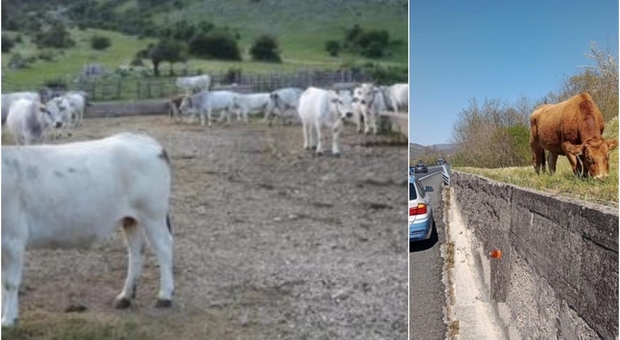 Passa la mandria, cerca di proteggere la sua auto ma viene travolta da una mucca: 59enne gravissima