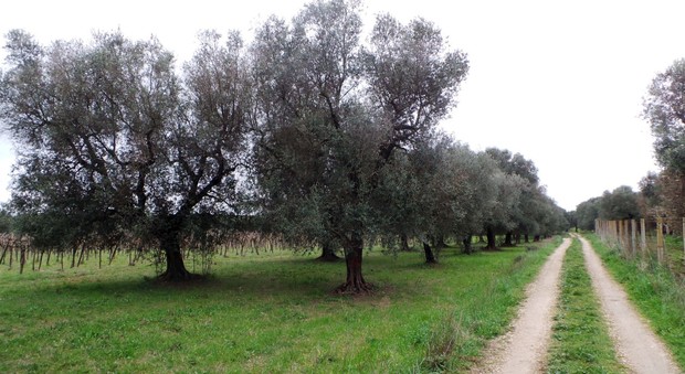 Finiti i lavori, gli ulivi tornano al loro posto: da Salice a Seclì ripiantati in 2500