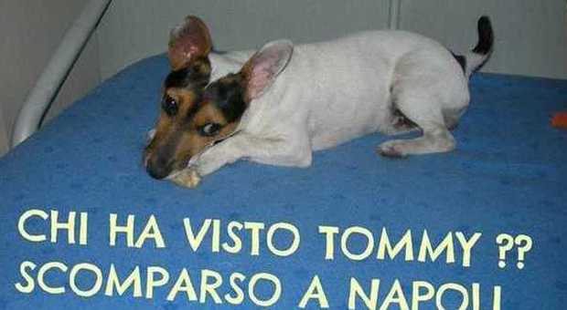 Tommy, il Jack Russel smarrito