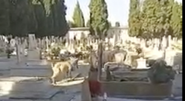 Capre e pecore a spasso nel cimitero: i video fanno il giro del web. Verifiche in corso