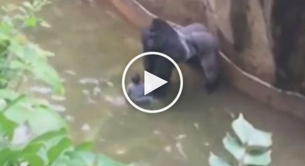 Bimbo di tre anni cade nel recinto: "Il gorilla voleva proteggerlo, ma lo hanno ucciso"