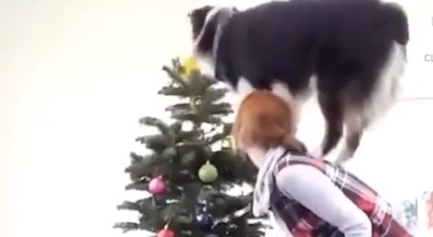 Cane addobba l'albero di Natale con la sua padrona - Video