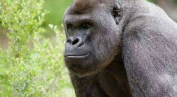 Giornata mondiale del Gorilla, a rischio quello di montagna