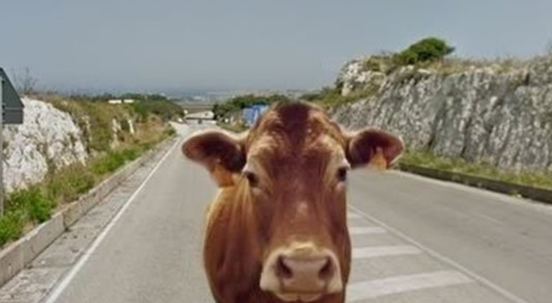 Due mucche si scontrano in autostrada con tre auto: quattro feriti