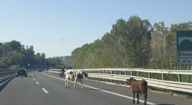 Mucca in autostrada, traffico in tilt sulla A2: bloccato il tratto tra Pontecagnano e San Mango