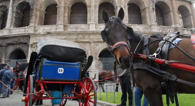 Roma, animalisti in pressing su Raggi per abolire le botticelle: «Il prefetto le ha scritto ma è ancora stallo»