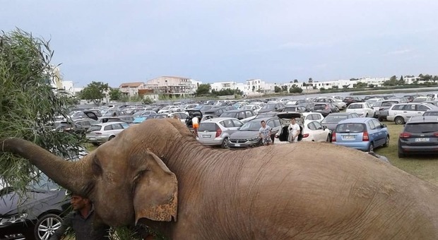 Elefante spunta tra le auto a Porto Cesareo - Foto Claudio Cargiulo e Antonio Z