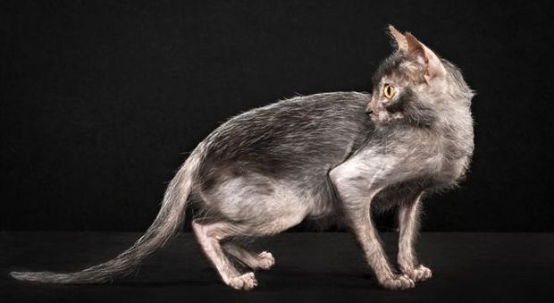 Razze curiose Trovato un rarissimo "gatto mannaro": vale 2.000 dollari