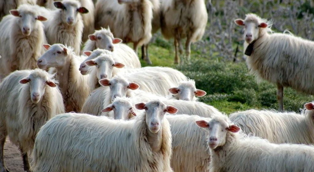 Il cane rincorre le pecore: pastore lo allontana col bastone e scoppia la lite con i proprietari