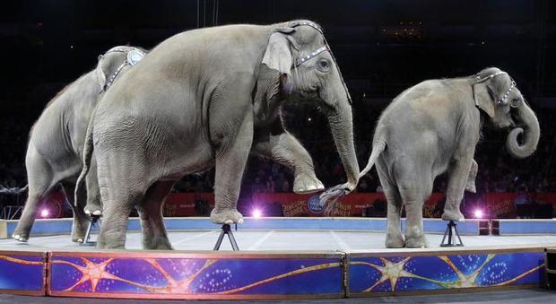 Germania, elefante cade sulla folla durante uno spettacolo circense