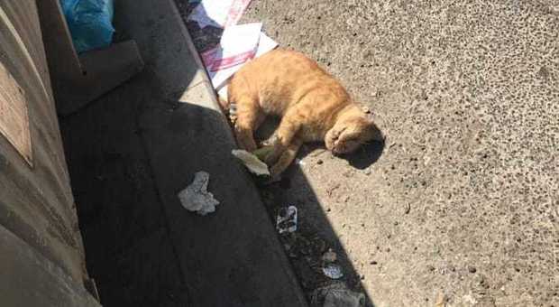 Un gatto morto lasciato in strada: rimpallo tra Ama e vigili urbani