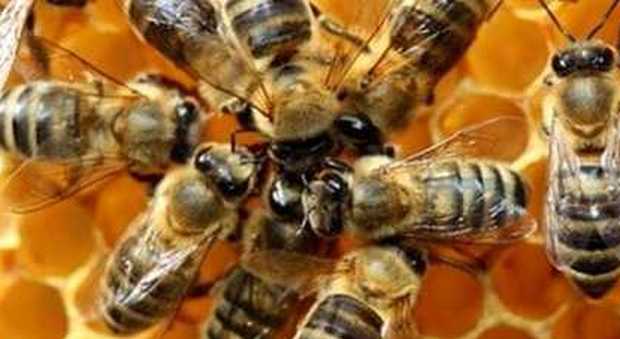 Caldo, le api stressate non volano più: la produzione nazionale di miele crolla del 41%