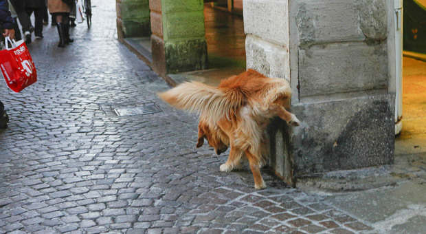 Un cane che fa i suoi bisogni in centro a Treviso