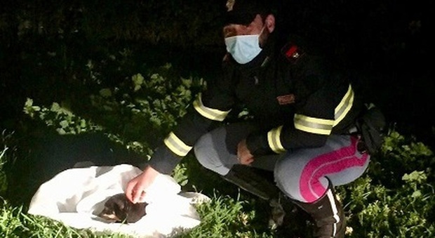 Gli agenti della polizia stradale di Monterosi salvano un cane ferito sulla Cassia