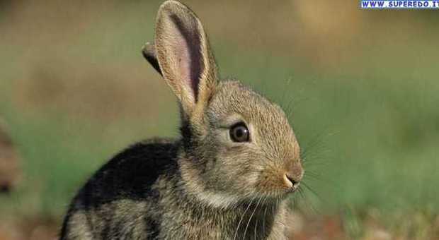La Lega antivivisezione di Vicenza ha chiesto al Comune di avviare una campagna per la sterilizzazione dei conigli di parco Querini