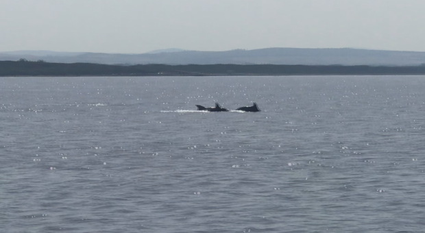 I delfini danzano davanti la costa di Montalto. L'Unitus: «Al largo non c'è più cibo»