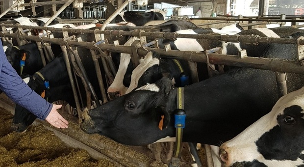 «Noi produttori di latte strangolati dai prezzi imposti. Costa più di quanto ci viene pagato». L'allarme dell'imprenditore agricolo
