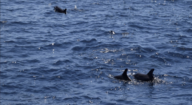 Due famiglie di delfini avvistati al largo del Cavallino