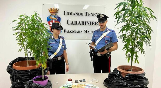 Chiaravalle, coltivano marijuana, ma nelle case irrompono i carabinieri: due ragazzi nei guai