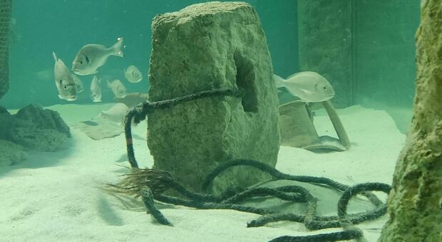 Un acquario nel museo di Egnazia ricco di storia e carichi perduti