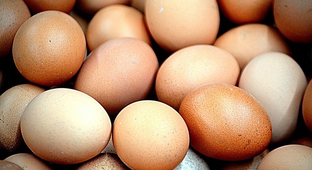 Uova, importanti per la crescita e antiossidanti. Ecco le altre proprietà benefiche