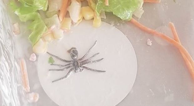 Compra un'insalata al supermarket e trova un ragno all'interno: la foto spopola sui social