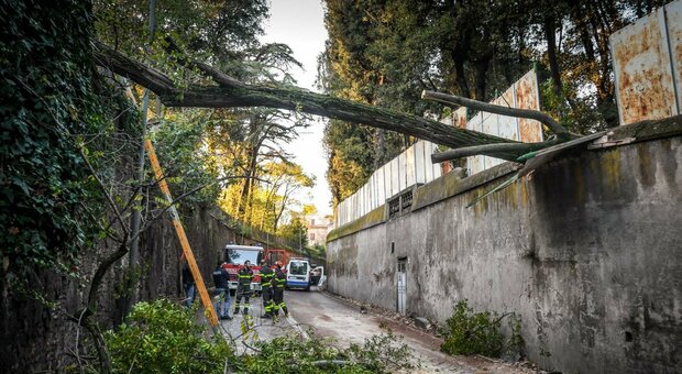 Roma, crolla l'albero dell'ambasciata russa: traffico in tilt sull'Aurelia