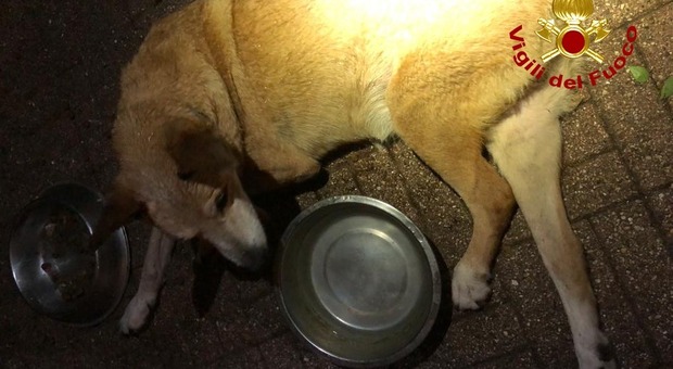 Povero Nerone: cane cieco finisce imprigionato nei rovi, per fortuna arrivano i pompieri