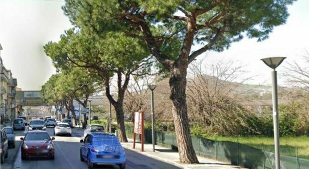 San Benedetto, taglio dei pini in via Mare: deciderà un agronomo chiamato dal Comune